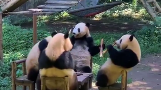 Thumbnail for Panda compilation