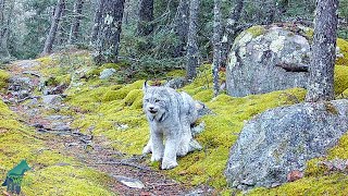 Thumbnail for Incredible footage of lynx in northern Minnesota | Voyageurs Wolf Project