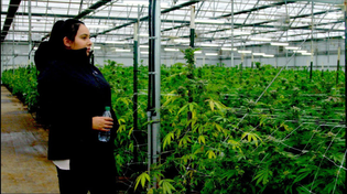 Thumbnail for California's Legal Weed Is So Heavily Taxed and Regulated That the Black Market Might Survive