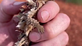 Thumbnail for Thorny devil