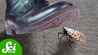 Thumbnail for Why You Should STOMP Every Spotted Lanternfly | SciShow