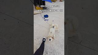 Thumbnail for 30분만에 박살난 밥그릇 #남해 #몽실이 #뽀끄미 #리트리버 #똥개 #잡종 | 남해동광호선장 박형일