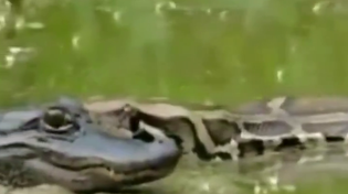 Thumbnail for Nervous caiman 
