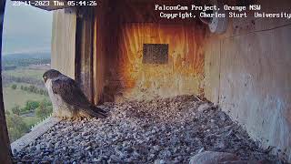 Thumbnail for Box Camera - FalconCam Project LIVE
