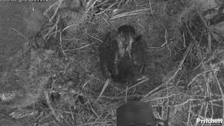 Thumbnail for Southwest Florida Eagle Cam | Southwest Florida Eagle Cam