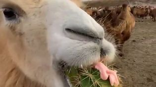 Thumbnail for Camel enjoying a nice cactus 🌵 