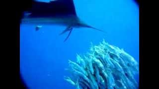 Thumbnail for Sailfish attacking a school of sardines - slow motion