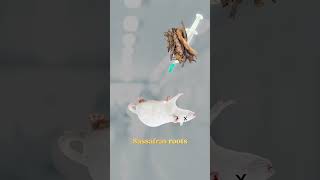 Thumbnail for Making a bowl of sassafras root ice cream #shorts #trees #wood | justinthetrees