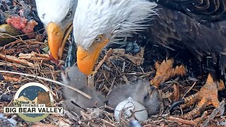 Thumbnail for Big Bear Bald Eagle Live Nest - Cam 1