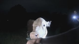 Thumbnail for Bull breaks out in search of bananas in Texas | 11Alive