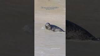 Thumbnail for How to film seals #seal | Michael Boyd