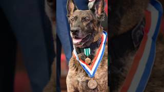 Thumbnail for The Belgian Malinois - everything you want to Know #malinois #belgianmalinois | Robert Cabral