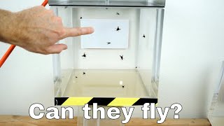 Thumbnail for Can Flies Actually Fly in a Vacuum Chamber? | The Action Lab