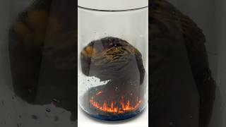 Thumbnail for Something weird grows from this liquid | NileRed