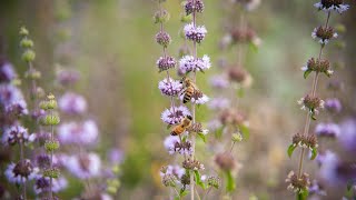 Thumbnail for Celebrating Beekeeping: Impact of Pollination | NationalHoneyBoard