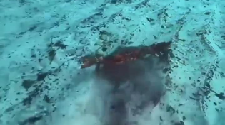 Thumbnail for Guess you've never seen a crab so pissed off.