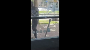 Thumbnail for Nigger destroying the Office for Foreigners in the city of Magdeburg, Germany. He wasn't even arrested. 