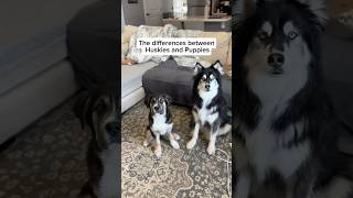 Thumbnail for husky vs puppy. Choose wisely. #husky #puppy #dogvideos #cutedogs | Levi the Husky Rescue