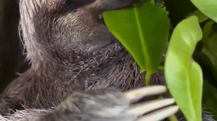 Thumbnail for Sloth munches on a leaf