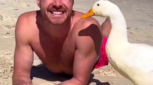 Thumbnail for Surfing duck