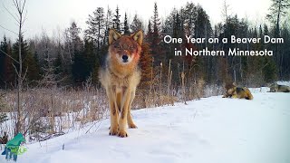 Thumbnail for One year on a beaver pond in northern Minnesota | Voyageurs Wolf Project
