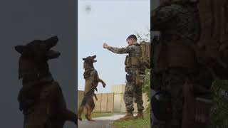 Thumbnail for Military Working Dogs: Amazing Canines | Conflict Zone