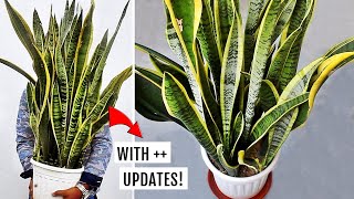 Thumbnail for DO THESE 5 Things To Grow HUGE SNAKE Plant FASTER! | Gardening Upbeat
