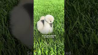 Thumbnail for Rescued Swan Loves To Race Dad In The Pool | The Dodo
