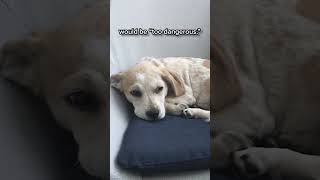 Thumbnail for No One Wanted To Adopt This Dog Because He Was A #RegisteredSexOffender, But He Found A Home With Me | The Onion