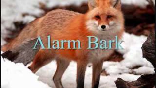Thumbnail for Fox Calls | StarFoxFan4641
