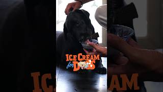 Thumbnail for Keep your furry babies cool with this refreshing sorbet! ❄️🐶🐾 More summer tips in the video! 🌞🍧 | Cookd