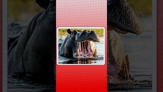Thumbnail for Why Hippo's Are Horrifying Monsters | Danno Cal Drawings