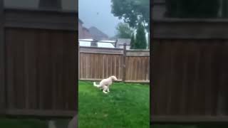 Thumbnail for Good boy 