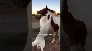 Thumbnail for Woman Rescues Baby Horse Who's Never Been Touched By Humans | The Dodo