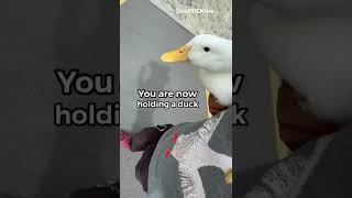Thumbnail for How to pick up a duck (part 5) | seDUCKtive