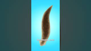 Thumbnail for How One Worm Becomes Two 🤯 | Zack D. Films