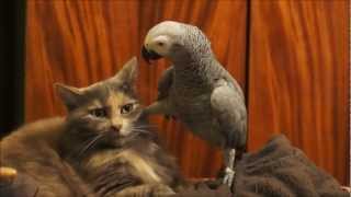 Thumbnail for Parrot annoys cat | Piotr the Phrog