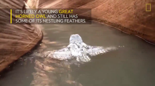Thumbnail for Swimming owl