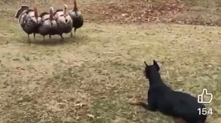 Thumbnail for Coordinated Turkey Attack!