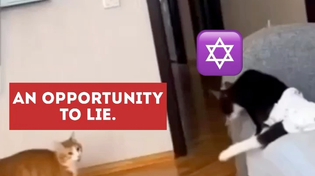 Thumbnail for Meow, Goy!
