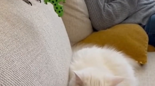 Thumbnail for Parrot fucks with pussy