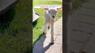 Thumbnail for A farmer rescued a baby goat attacked by its mother | AnimalLove Stories