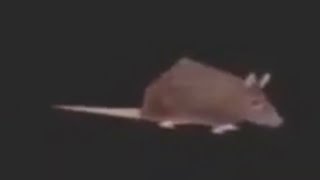 Thumbnail for Little Dark Age - Horizontally Spinning Rat