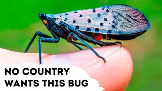 Thumbnail for No Country Wants to See This Bug, Here's Why | BRIGHT SIDE