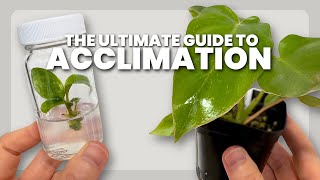 Thumbnail for The BEST Method for Acclimating Tissue Culture Plants (2025) | Plants in Jars