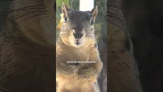 Thumbnail for Squirrel Won't Let Woman Leave Her Home | The Dodo