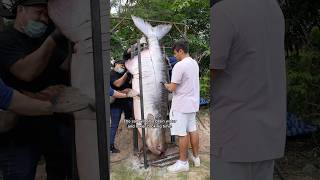 Thumbnail for Cooking The World’s Largest Fish | Nick Kratka