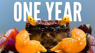 Thumbnail for One Year Ago I Built an Ecosystem, This Happened | Dr. Plants