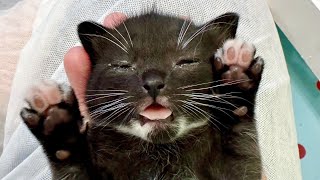 Thumbnail for LIVE: Hoshi and her kittens! | TinyKittens HQ
