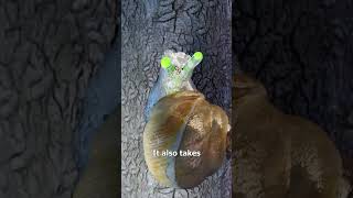 Thumbnail for How Parasites Control Snails 😮 | Zack D. Films